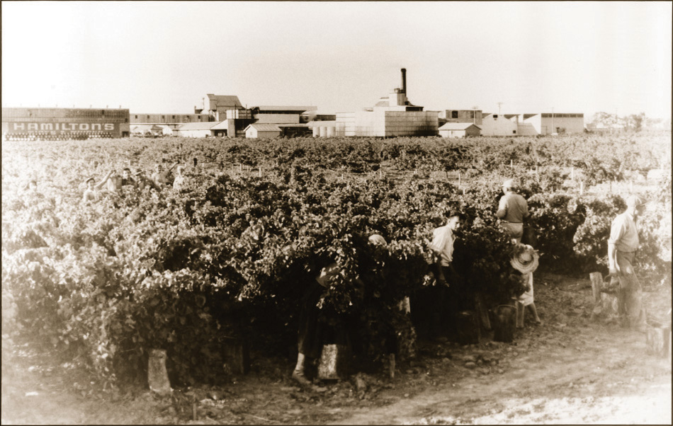 Workers in Ewell Vineyard Glenelg 1960s